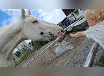 Knabstrupper, Merrie, 9 Jaar, 155 cm, Wit