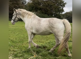 Knabstrupper, Merrie, 9 Jaar, 163 cm, Appaloosa