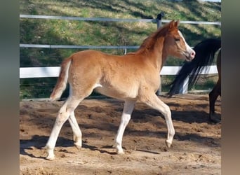 Knabstrupper, Merrie, Veulen (02/2026), 140 cm, Vos