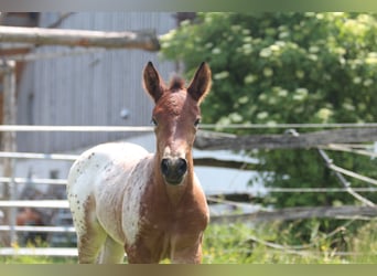Knabstrupper, Merrie, , 155 cm, Appaloosa