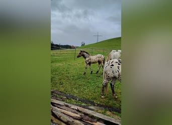 Knabstrupper, Merrie, veulen (06/2024), 155 cm, Appaloosa