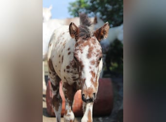 Knabstrupper, Merrie, veulen (06/2024), 155 cm, Appaloosa