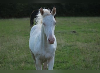 Knabstrupper Mix, Merrie, Veulen (05/2026), 168 cm, Cremello