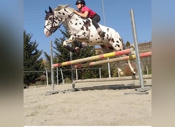 Knabstrupper, Ruin, 10 Jaar, 167 cm, Appaloosa
