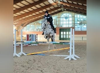 Knabstrupper, Ruin, 10 Jaar, 167 cm, Appaloosa