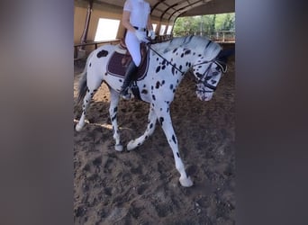 Knabstrupper, Ruin, 10 Jaar, 167 cm, Appaloosa