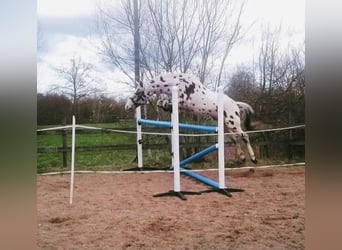 Knabstrupper, Ruin, 10 Jaar, 167 cm, Appaloosa