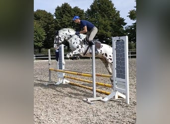 Knabstrupper, Ruin, 10 Jaar, 167 cm, Appaloosa
