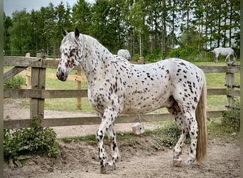 Knabstrupper, Ruin, 12 Jaar, 160 cm, Appaloosa