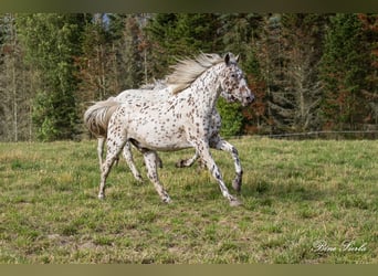 Knabstrupper, Ruin, 12 Jaar, 162 cm, Appaloosa