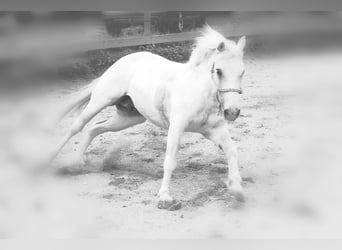 Knabstrupper Mix, Ruin, 15 Jaar, 147 cm, Appaloosa