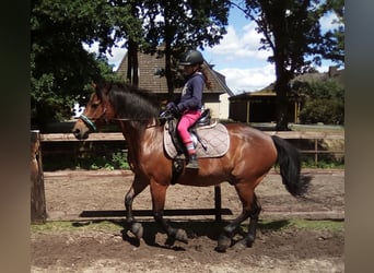 Knabstrupper, Ruin, 23 Jaar, 153 cm, Brauner