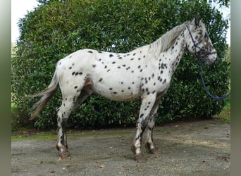 Knabstrupper, Ruin, 2 Jaar, 158 cm, Appaloosa