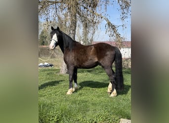 Knabstrupper Mix, Ruin, 3 Jaar, 145 cm, Zwart