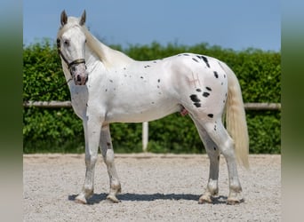 Knabstrupper Mix, Ruin, 3 Jaar, 158 cm, Appaloosa