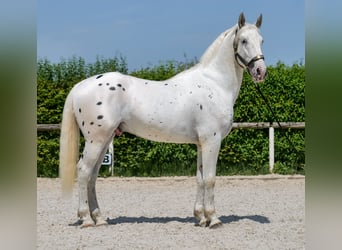 Knabstrupper Mix, Ruin, 3 Jaar, 158 cm, Appaloosa
