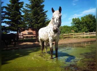Knabstrupper, Ruin, 3 Jaar, 163 cm, Appaloosa