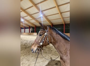 Knabstrupper, Ruin, 4 Jaar, 156 cm, Bruin