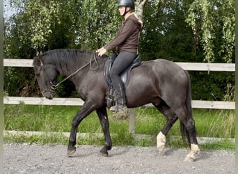 Knabstrupper, Ruin, 4 Jaar, 158 cm