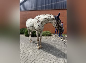Knabstrupper, Ruin, 4 Jaar, 164 cm