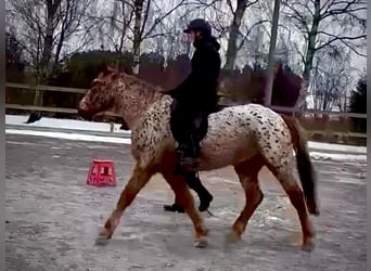Knabstrupper, Ruin, 6 Jaar, 158 cm, Appaloosa