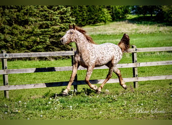 Knabstrupper, Ruin, 6 Jaar, 160 cm, Appaloosa