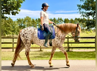 Knabstrupper, Ruin, 6 Jaar, 160 cm, Appaloosa