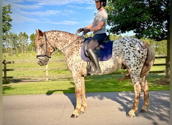 Knabstrupper, Ruin, 6 Jaar, 160 cm, Appaloosa