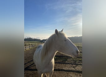 Knabstrupper, Ruin, 9 Jaar, 149 cm, Appaloosa