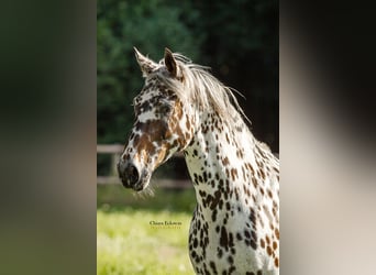 Knabstrupper, Ruin, 9 Jaar, 160 cm, Appaloosa