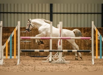 Knabstrupper, Semental, 10 años, 154 cm, Atigrado/Moteado