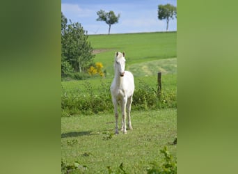 Knabstrupper Mestizo, Semental, 1 año, 160 cm, White/Blanco