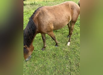 Knabstrupper, Semental, 2 años, 140 cm, Castaño