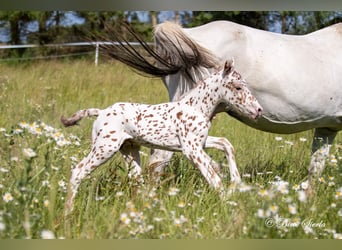Knabstrupper, Semental, 2 años, 154 cm, Atigrado/Moteado