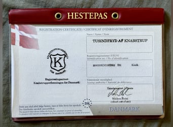 Knabstrupper, Semental, 2 años, 158 cm, Atigrado/Moteado