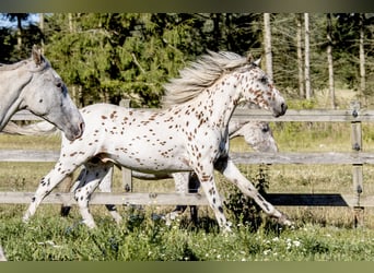 Knabstrupper, Semental, 2 años, 158 cm