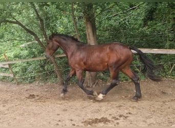 Knabstrupper, Semental, 2 años, 160 cm
