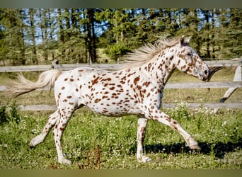 Knabstrupper, Semental, 3 años, 154 cm, Atigrado/Moteado