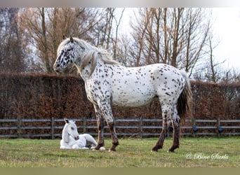 Knabstrupper, Semental, 3 años, 160 cm, Atigrado/Moteado