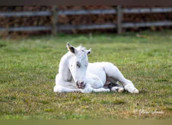 Knabstrupper, Semental, 3 años, 160 cm, White/Blanco