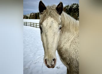 Knabstrupper, Semental, 3 años, 160 cm, White/Blanco