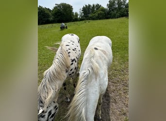 Knabstrupper, Semental, 4 años, 154 cm, White/Blanco