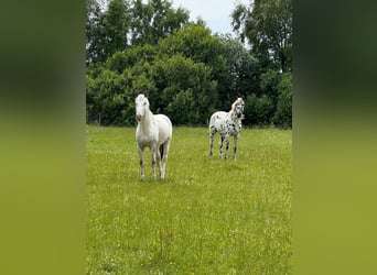 Knabstrupper, Semental, 4 años, 154 cm, White/Blanco