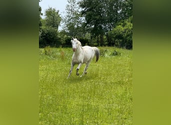 Knabstrupper, Semental, 4 años, 154 cm, White/Blanco