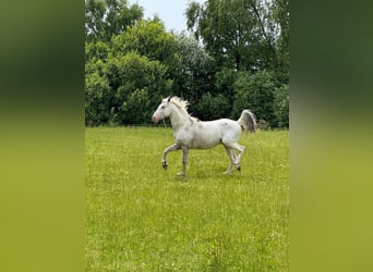 Knabstrupper, Semental, 4 años, 154 cm, White/Blanco