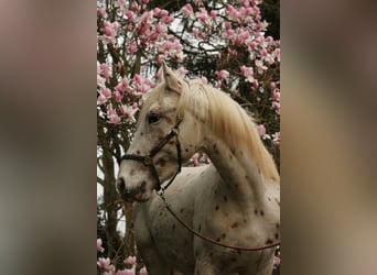 Knabstrupper, Semental, 4 años, 157 cm, Atigrado/Moteado