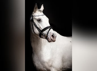 Knabstrupper, Semental, 3 años, 140 cm, Atigrado/Moteado