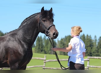 Knabstrupper, Semental, 7 años, 156 cm, Castaño oscuro