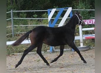 Knabstrupper, Semental, Potro (02/2025), 150 cm, Castaño