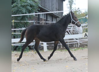 Knabstrupper, Semental, Potro (02/2025), 150 cm, Castaño